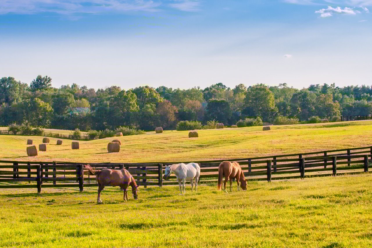 Farm & Ranch