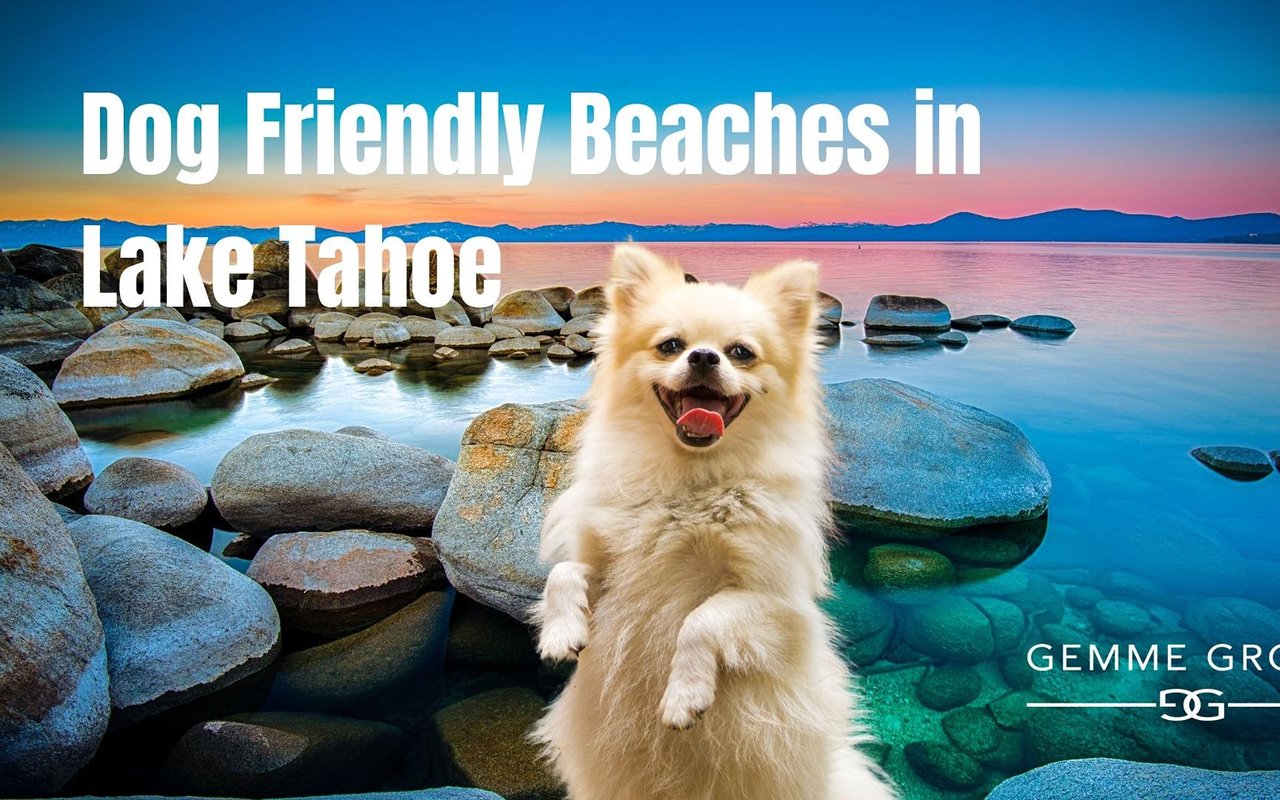 Dog Friendly Beaches in Lake Tahoe, with a fluffy dog on a rocky Lake Tahoe shoreline.