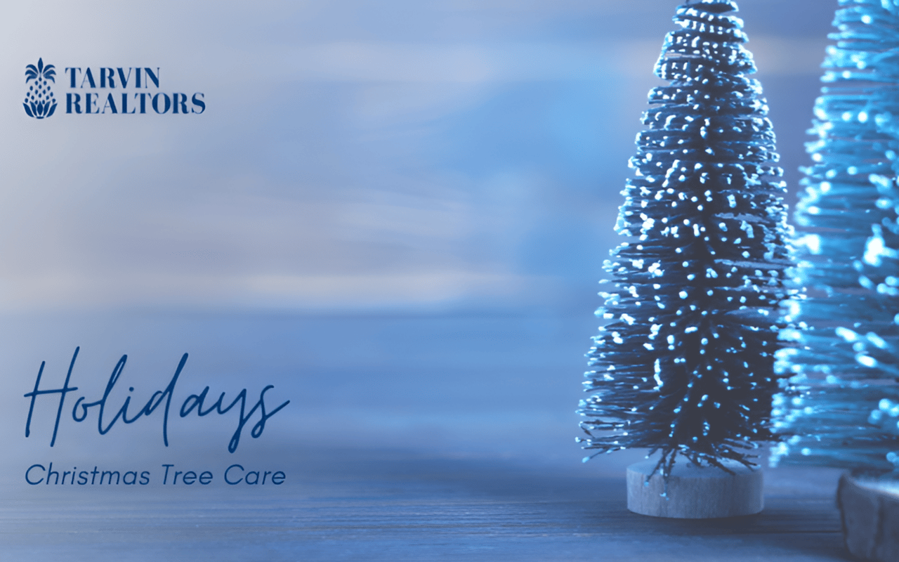 5 Tips for Caring for Your Christmas Tree