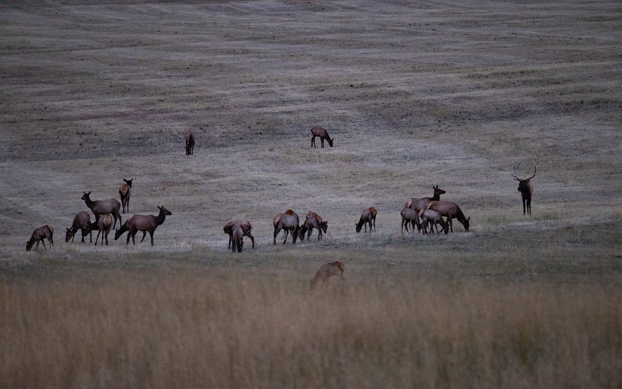 Elk Rich Ranch