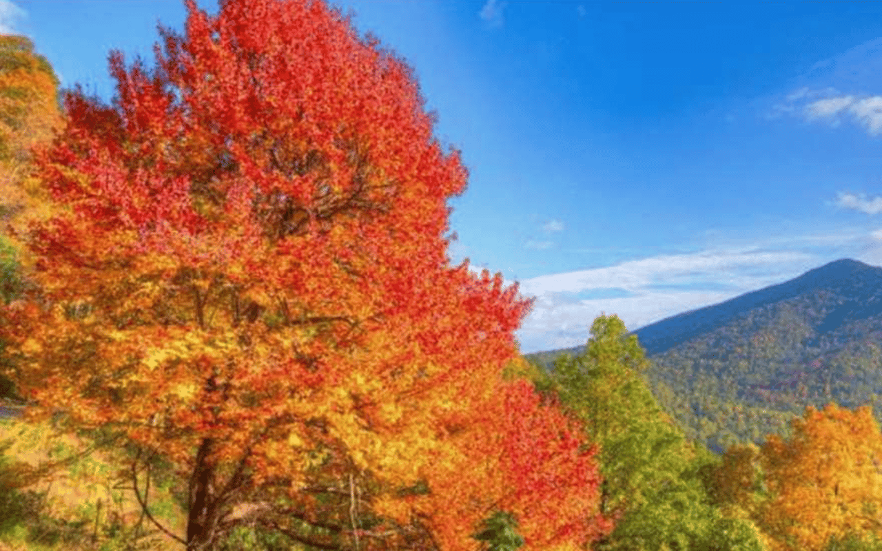 Brilliant red and orange fall foliage frames a forested mountain beneath a clear blue sky.