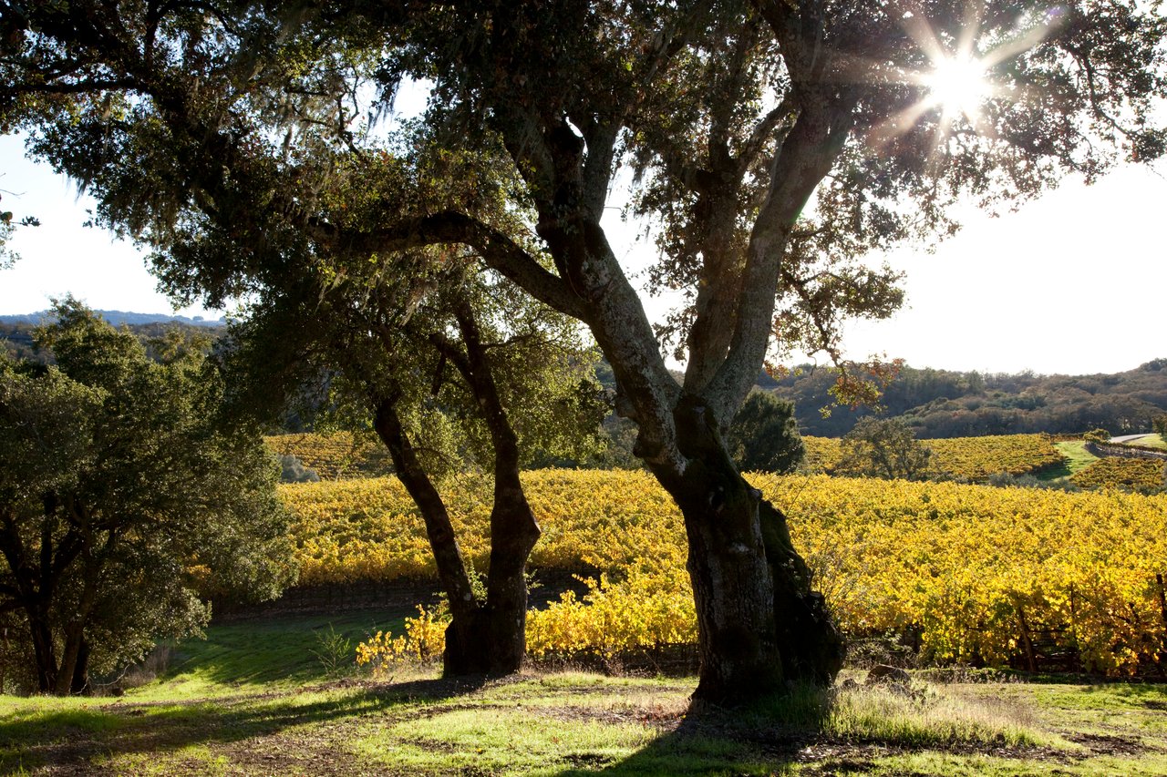 Kenwood, CA vines + Oak trees + views