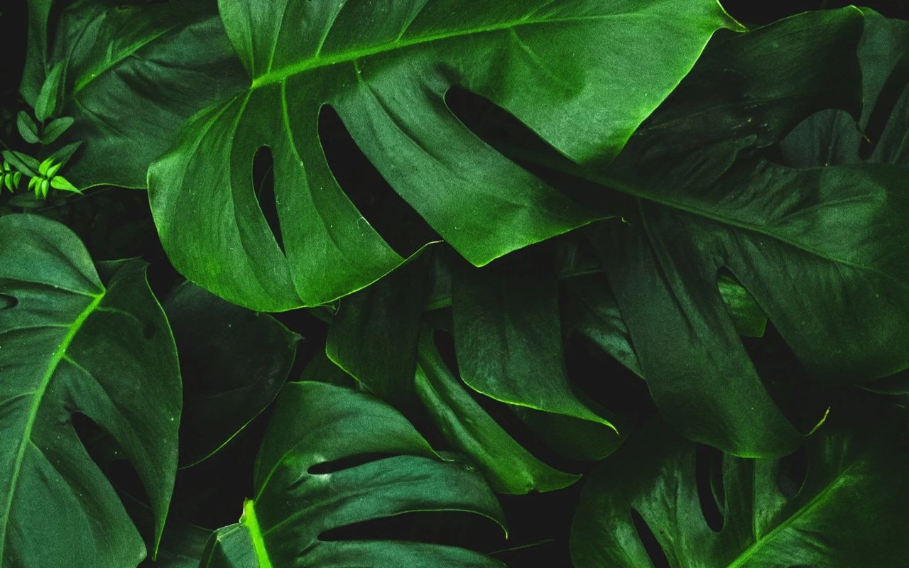 THE GREEN SHEET | NOV/DEC 2022