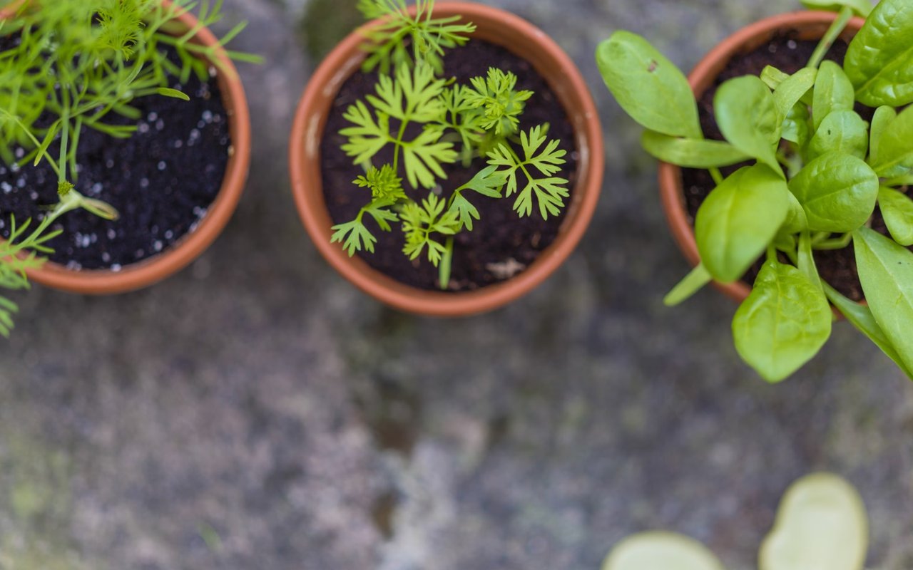 Sustainable Living in Hoboken, NJ: Embracing Eco-Friendly Practices