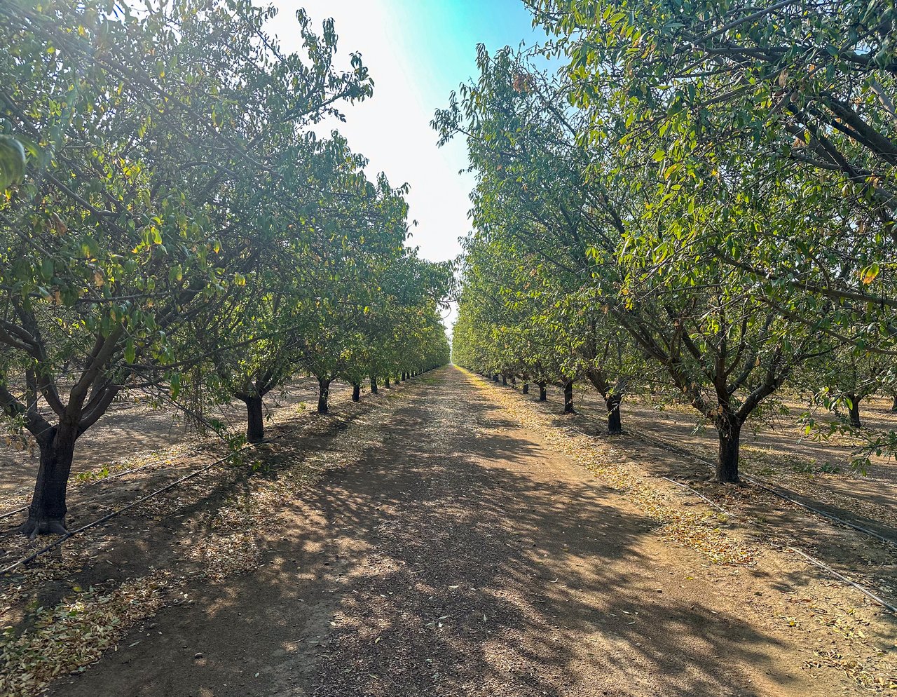 254.72 +/- Acres of Almonds in Shafter Wasco Irrigation District