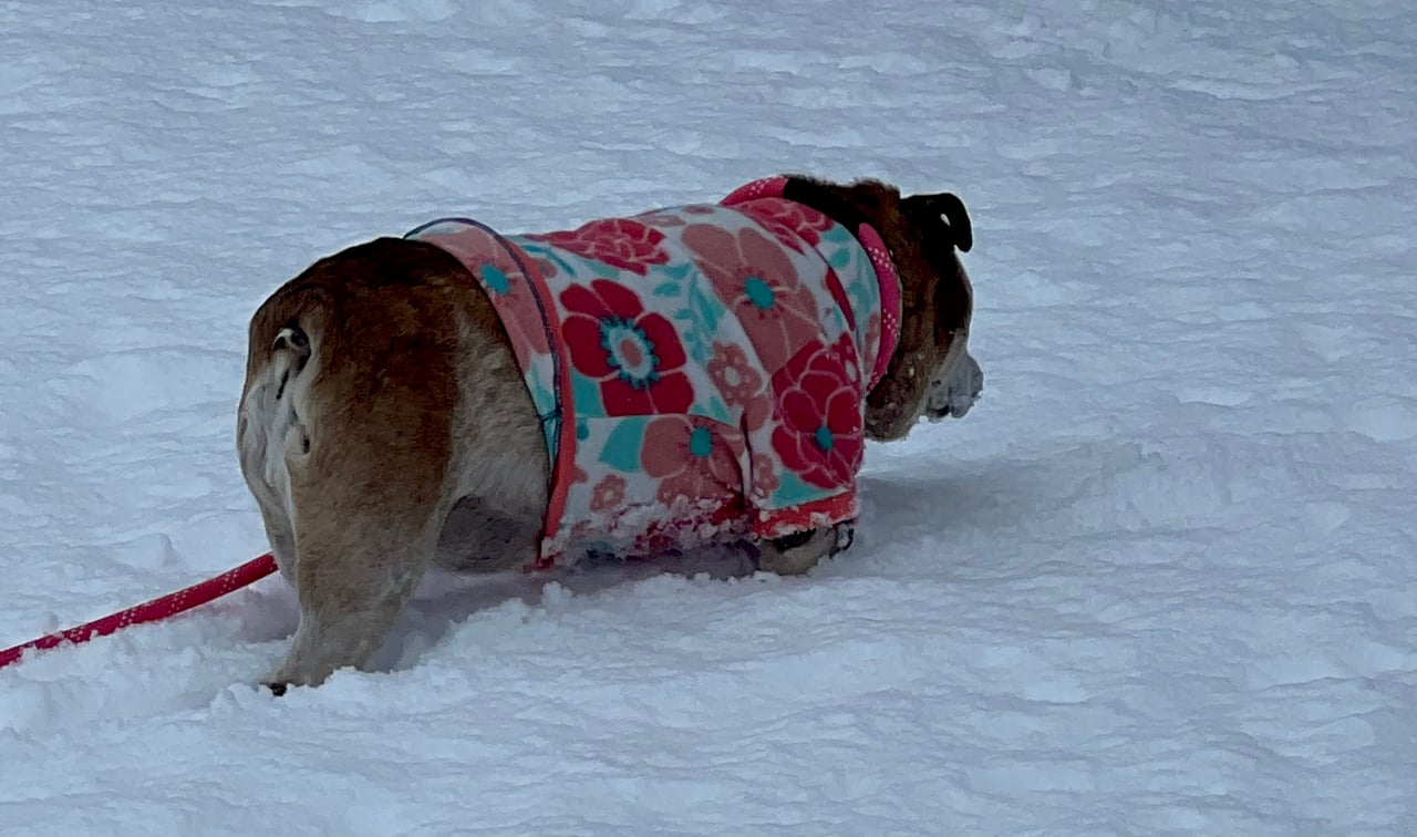 Don’t Miss These Madison-Area Winter Festivals