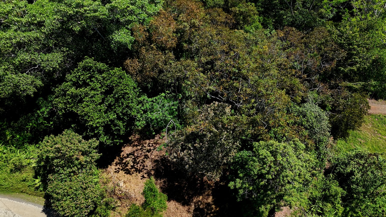 Ocean View Property with Plantel and Trails in Hatillo – Ready to Build