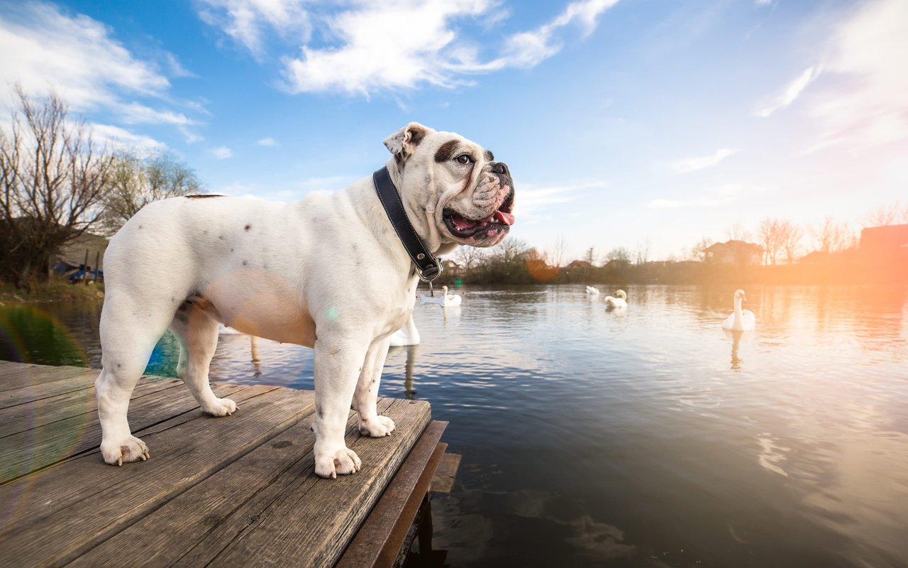 Doggie-Friendly Day Trips In and Around Dane County 