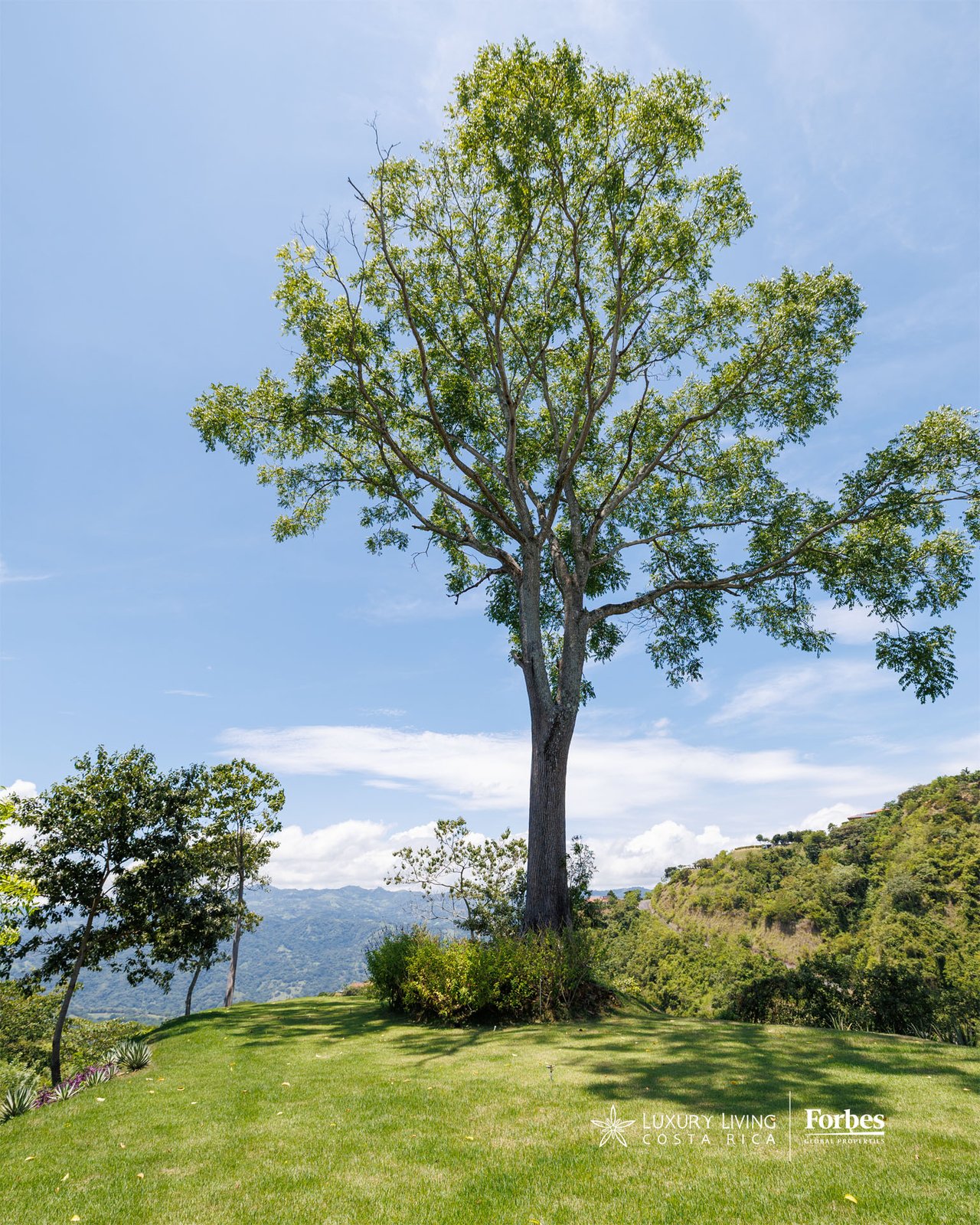 Landscaped lawn with a mature tree overlooking a green mountain valley.