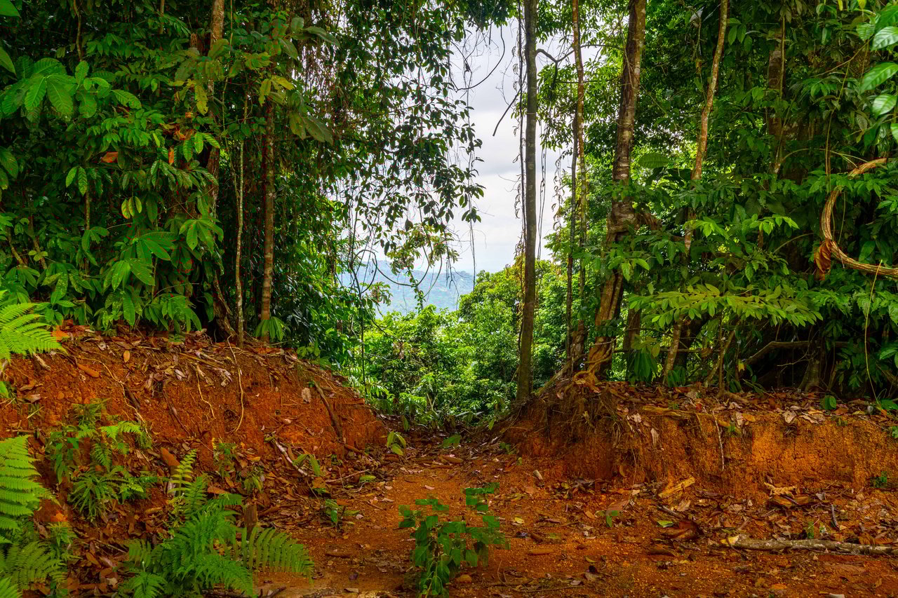 Luxury 4-Bed Home with Ocean & Jungle Views in Ojochal