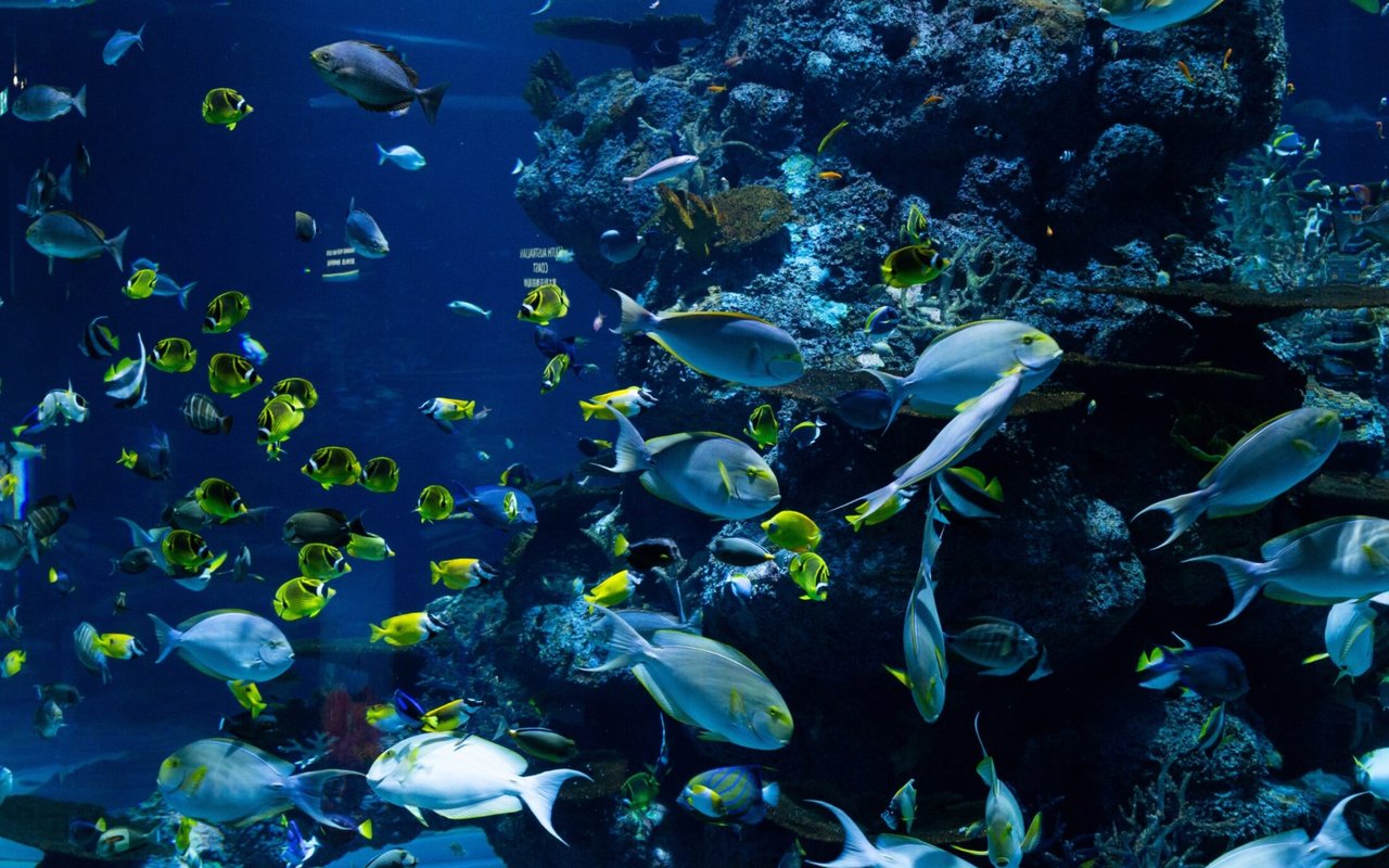 Florida Keys Aquarium Encounters