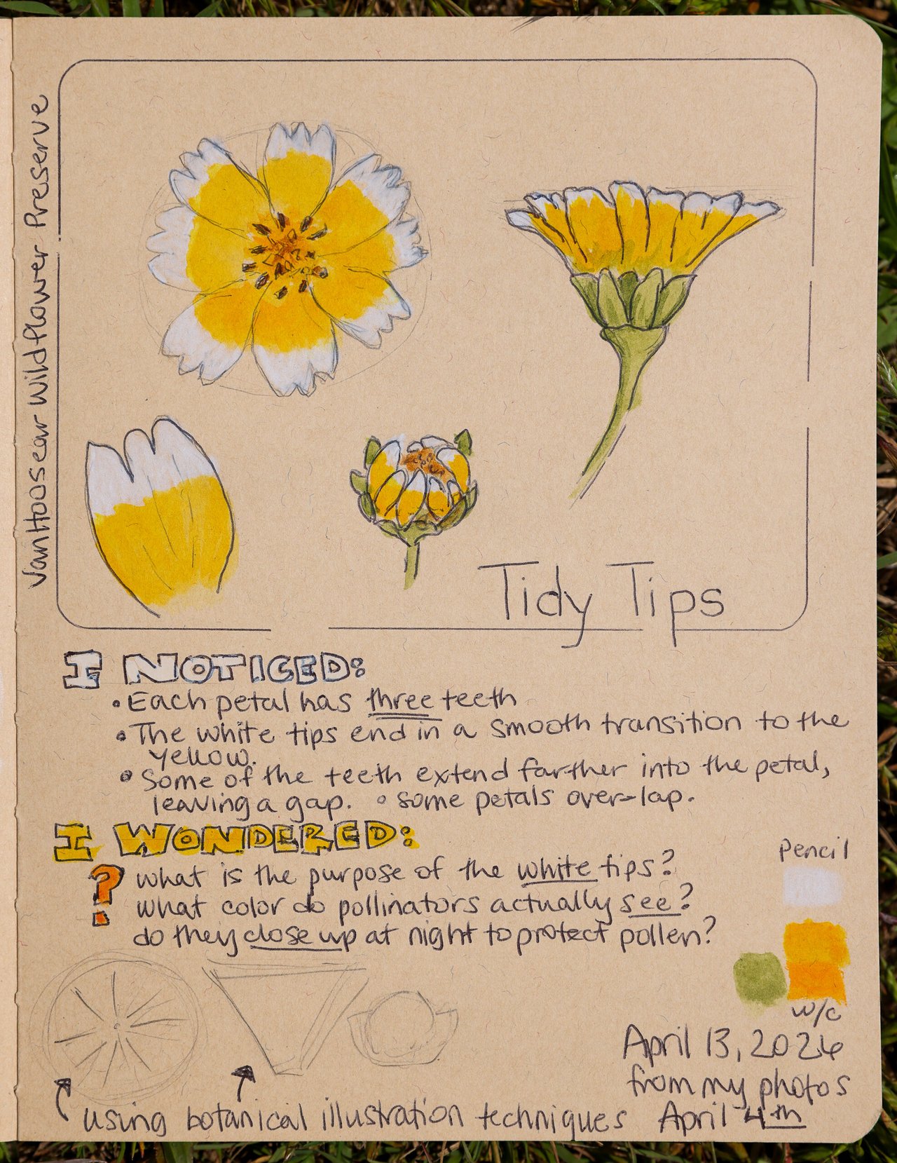 7 Nature Journaling Tips From Sonoma County Naturalist Sarah Reid