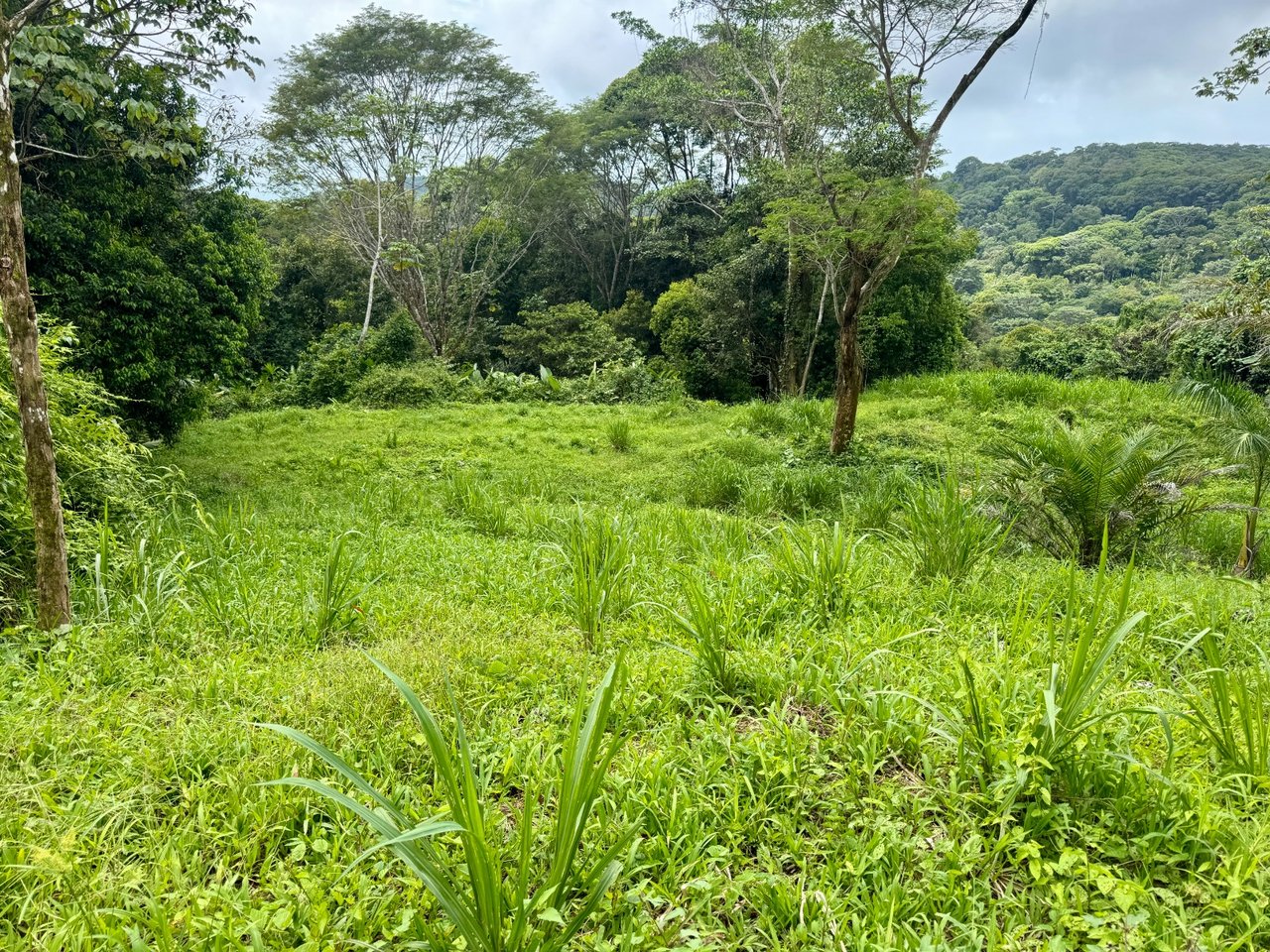 3 ACRES – Beautiful Mountain View Property, Small Ocean Window, Public Road Frontage, Multiple Building Sites, Many Fruit Trees!!!!