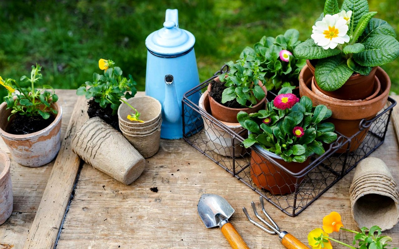 A Beginner’s Guide to Starting a Garden at Home