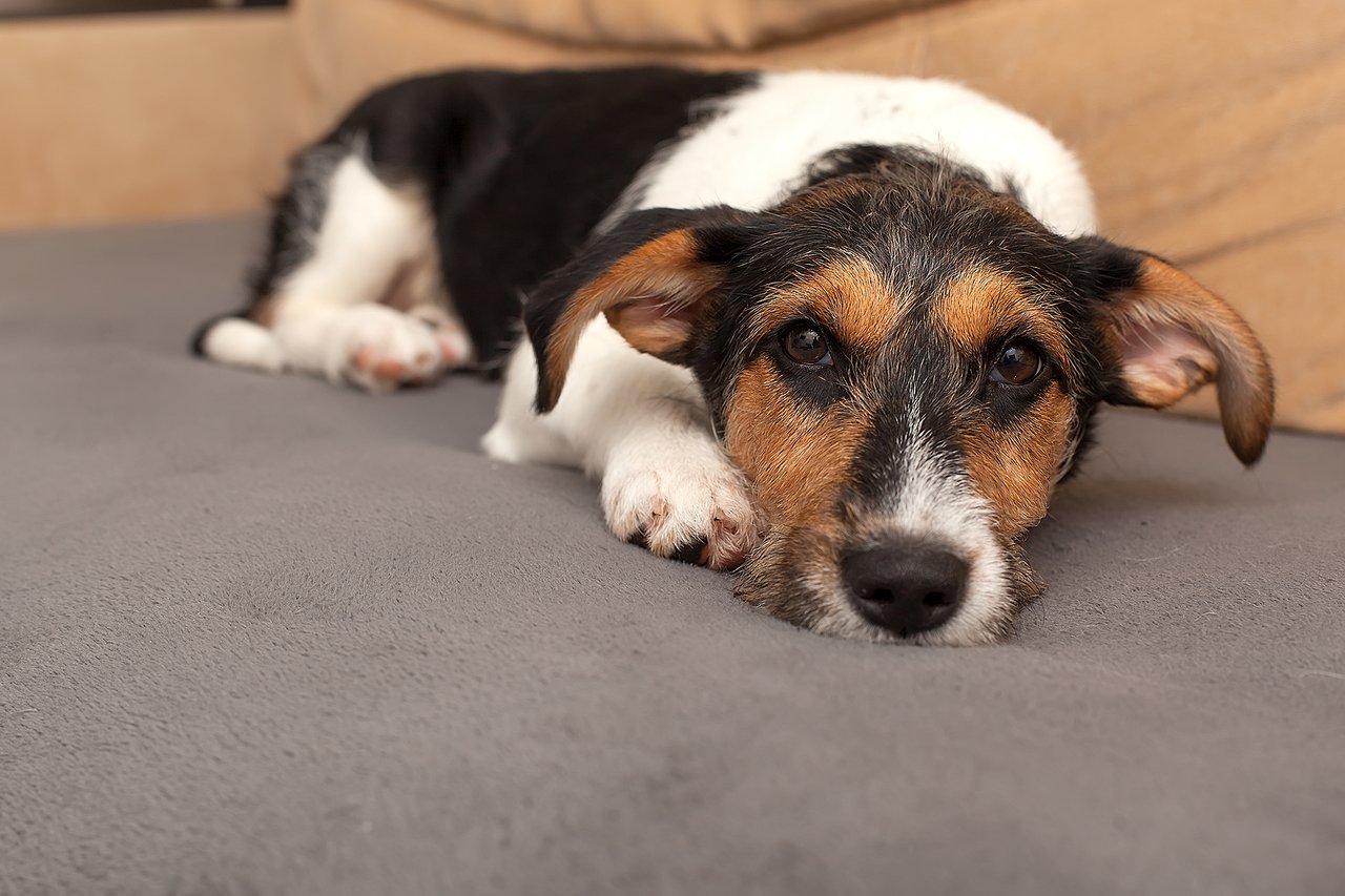 How Pets Can Impact Your Home’s Value