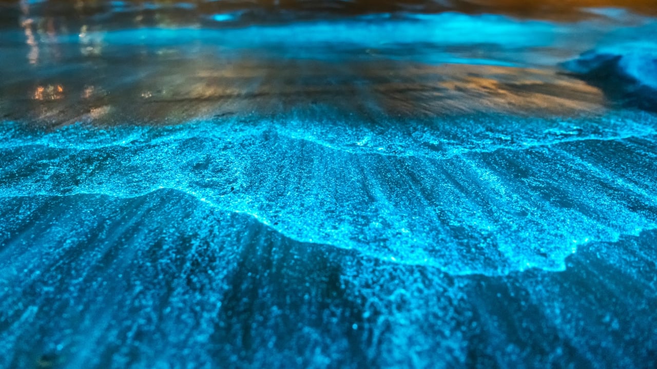 Exploring Bioluminescent Waves on the Space Coast!