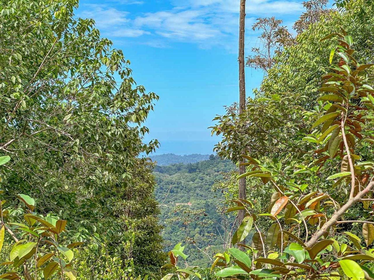 Ocean, jungle & mountain views on a meticulously landscaped 3-home family compound