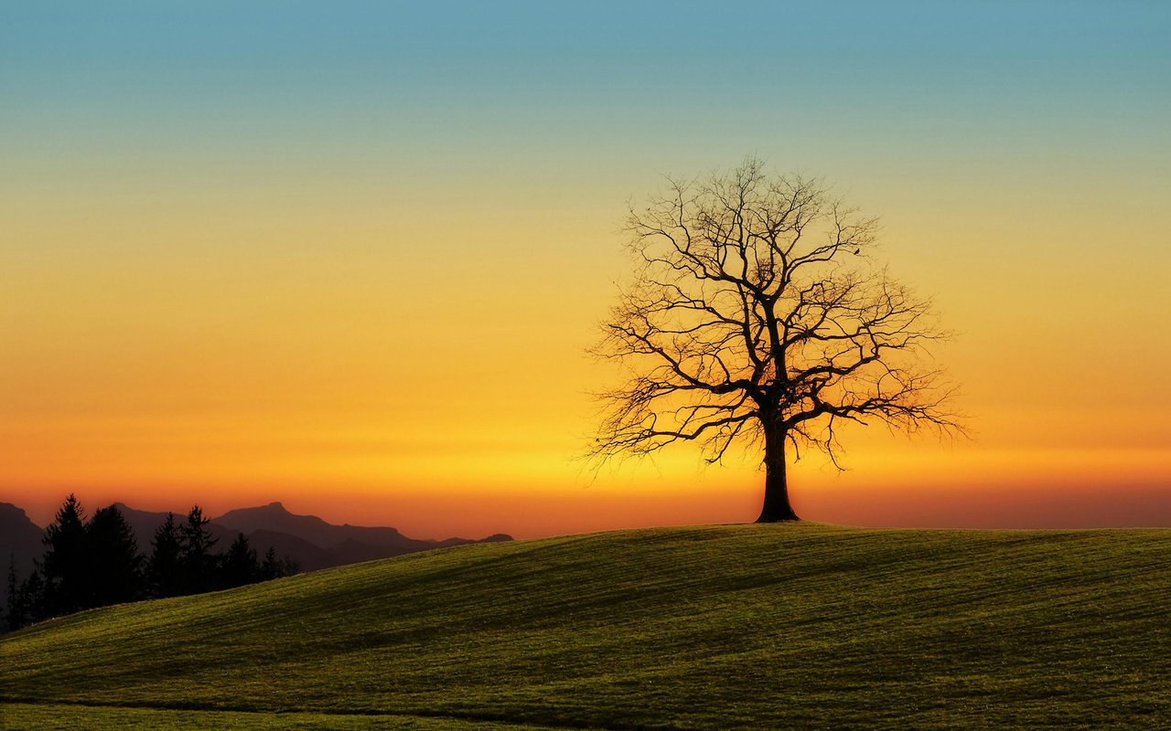 A leafless tree silhouetted on a grassy hill against an orange sunset sky.