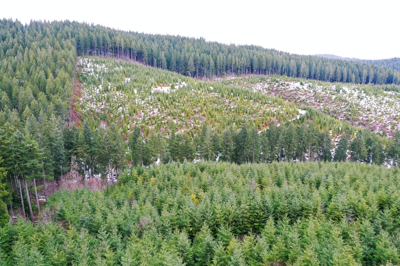 ARC Woods