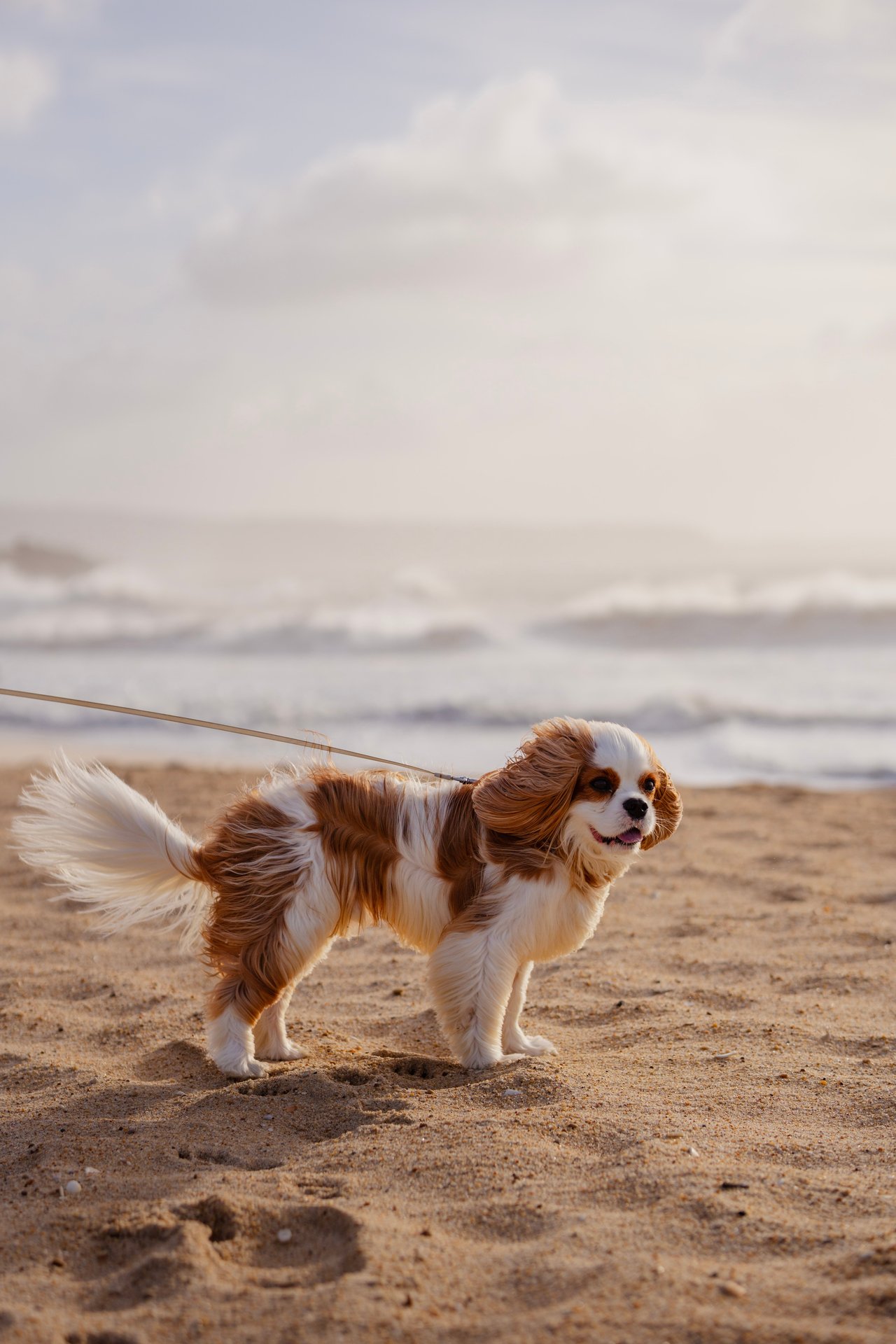 Dog Friendly Town: Carmel-by-the-Sea