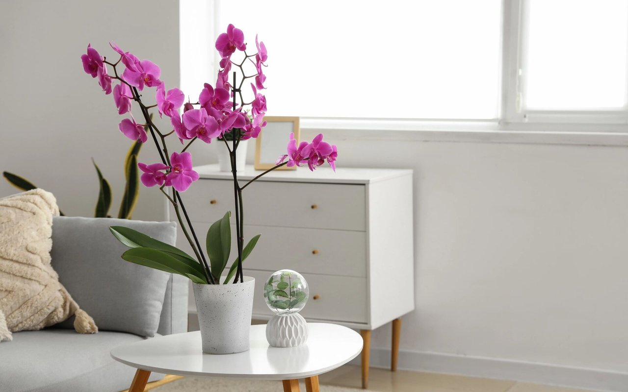 Colorful Monday – Old Violet