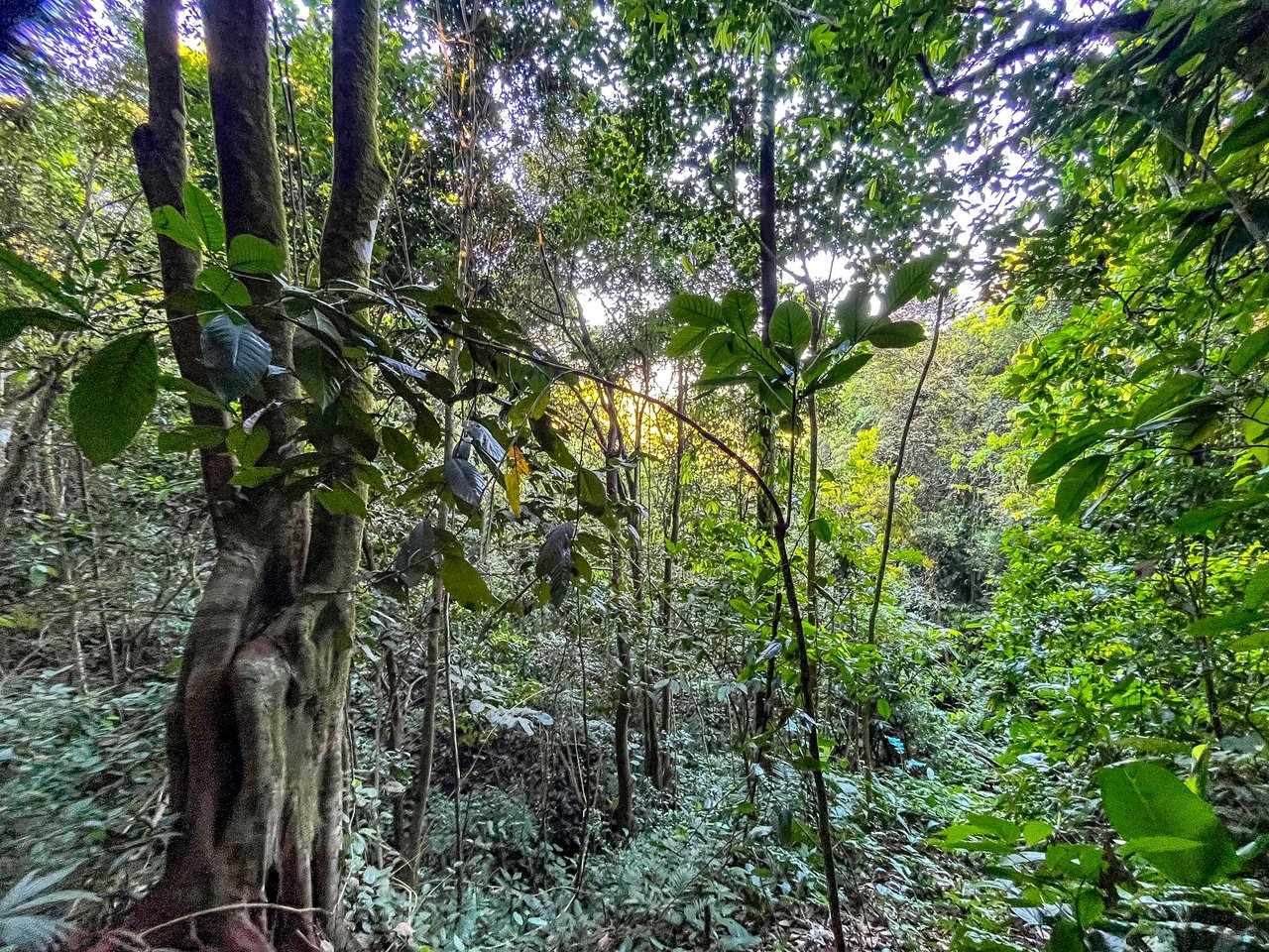 7 ACRES – Mountain Views! Large Building Area, Walking Distance To The Largest Waterfall In The Area, Public Road, Private Setting, Ready To Build, 20Min to Dominical!!
