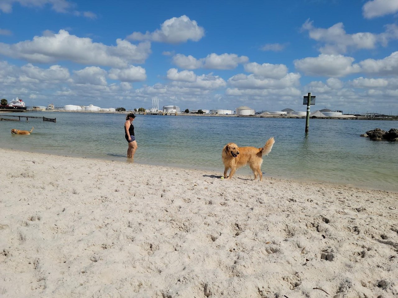 Dog playing along the shoreline at Picnic Island Dog Beach in Tampa, Florida.