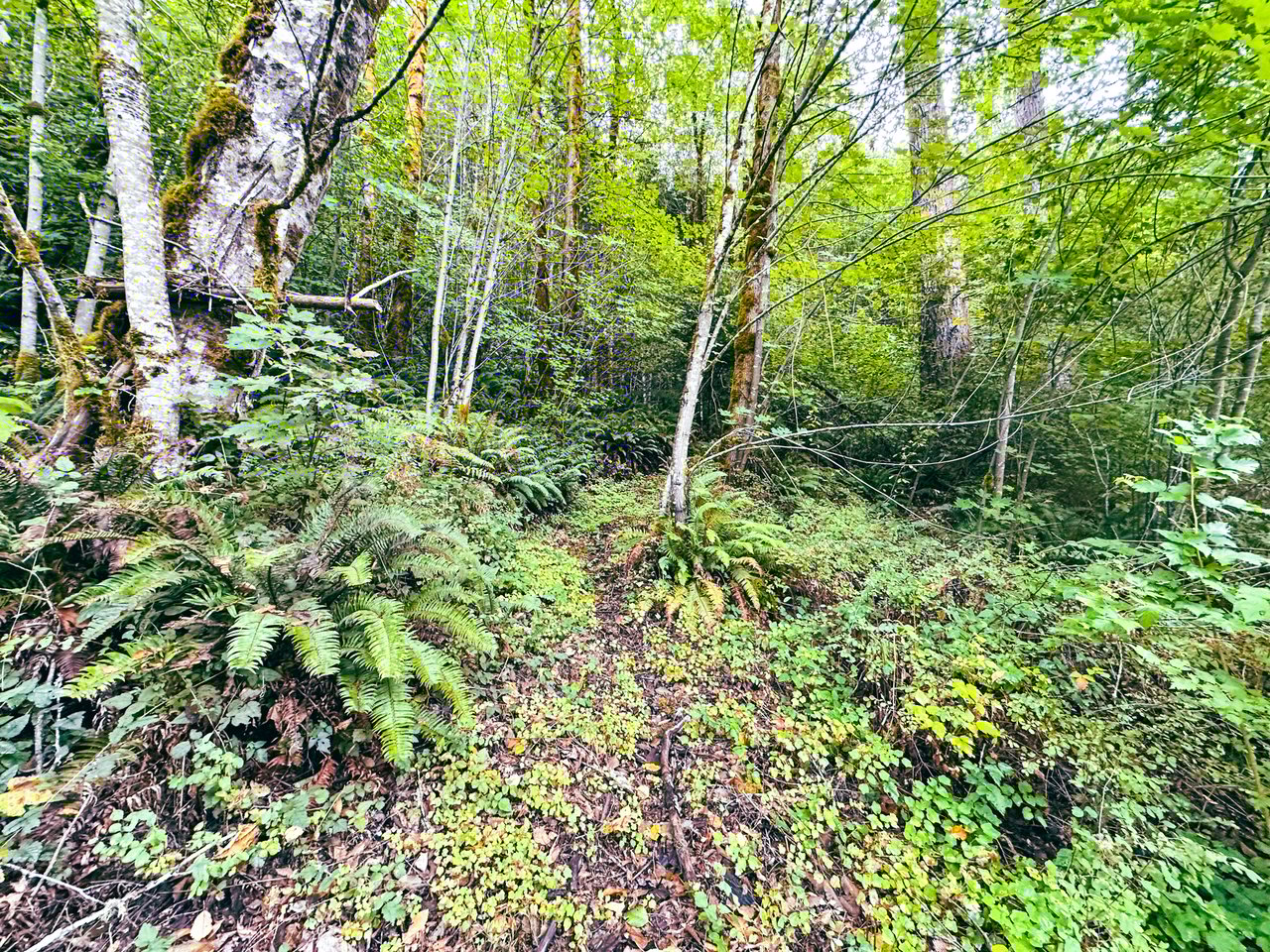Little Forest