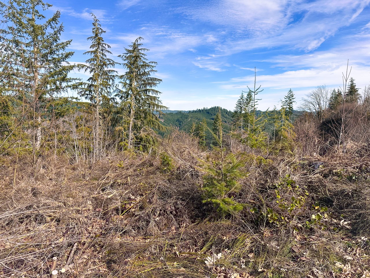 Smith River Back Woods