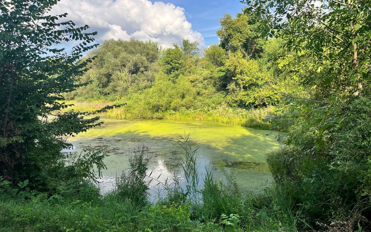 Mattawan