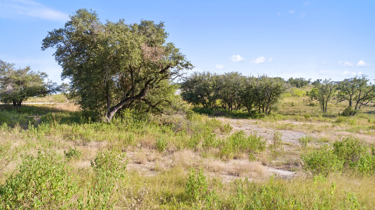 12801 Flowering Senna BND