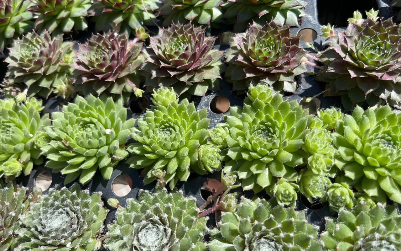 Building a Succulent Rock Garden