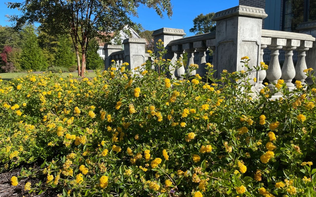 Gardening with Lantana in South Carolina: A Burst of Color and Sunshine