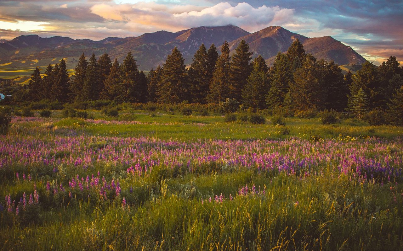 South Bozeman