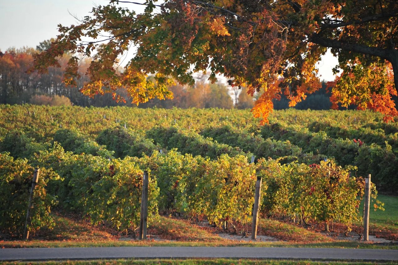 Vineyard rows with fall foliage at a winery in Coloma, Michigan.