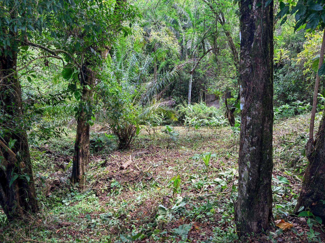 3.6 Acre Ocean View, Near the Beach & Cool Mountain Elevation