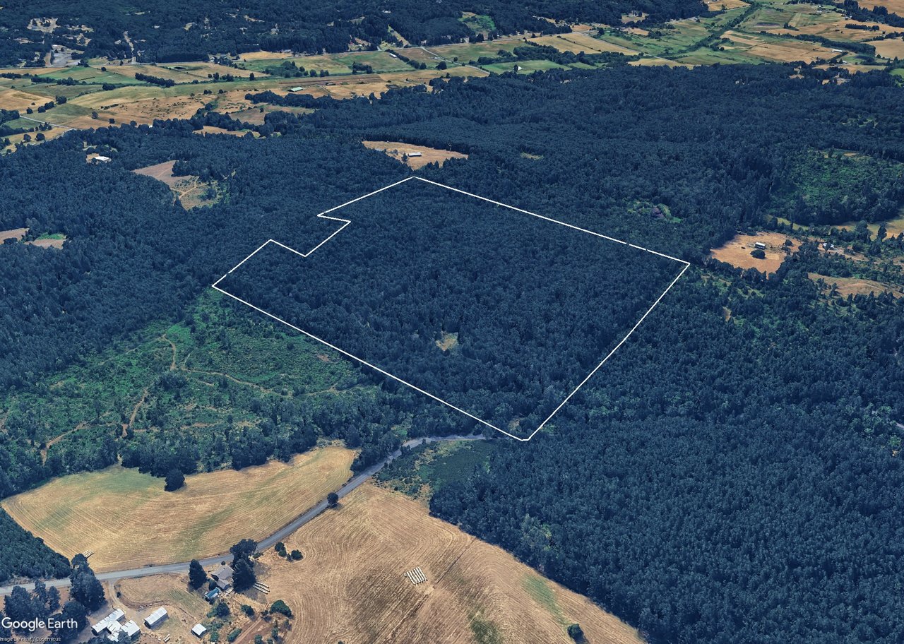 Liberty Forest Auction