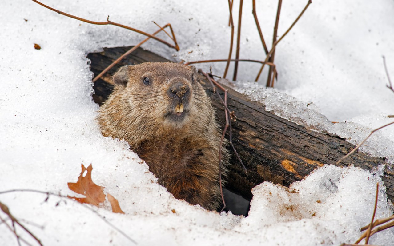 Groundhog Day