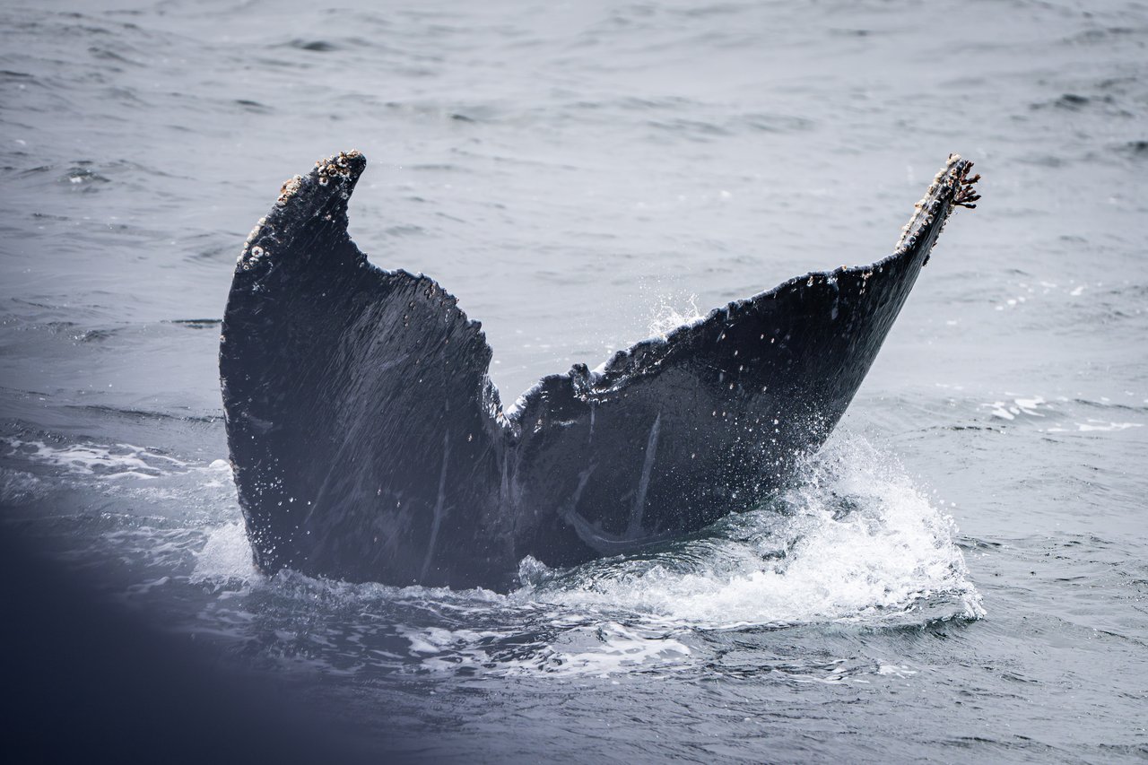 whale tail off the coast of San Mateo