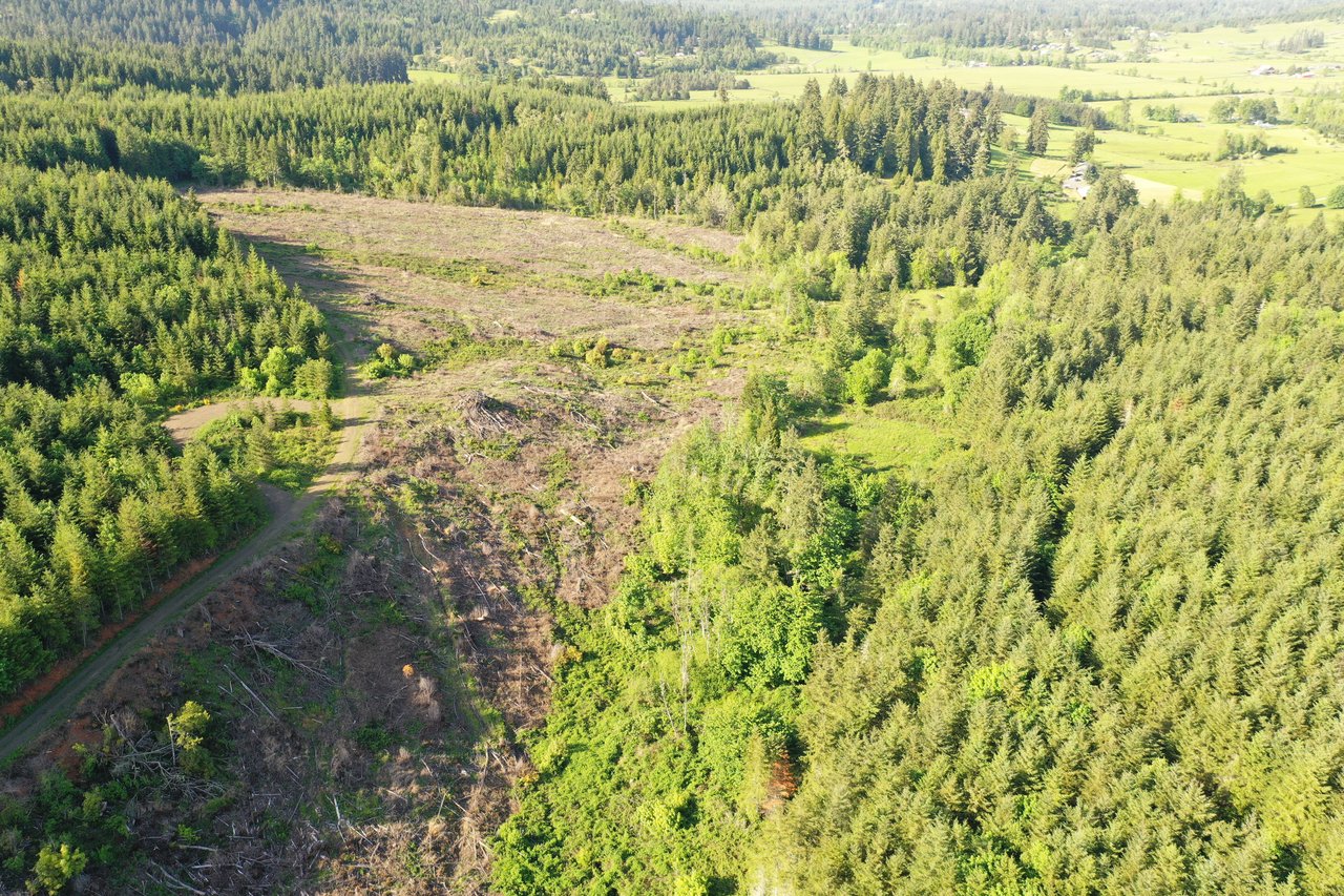 KIMBALL FOREST