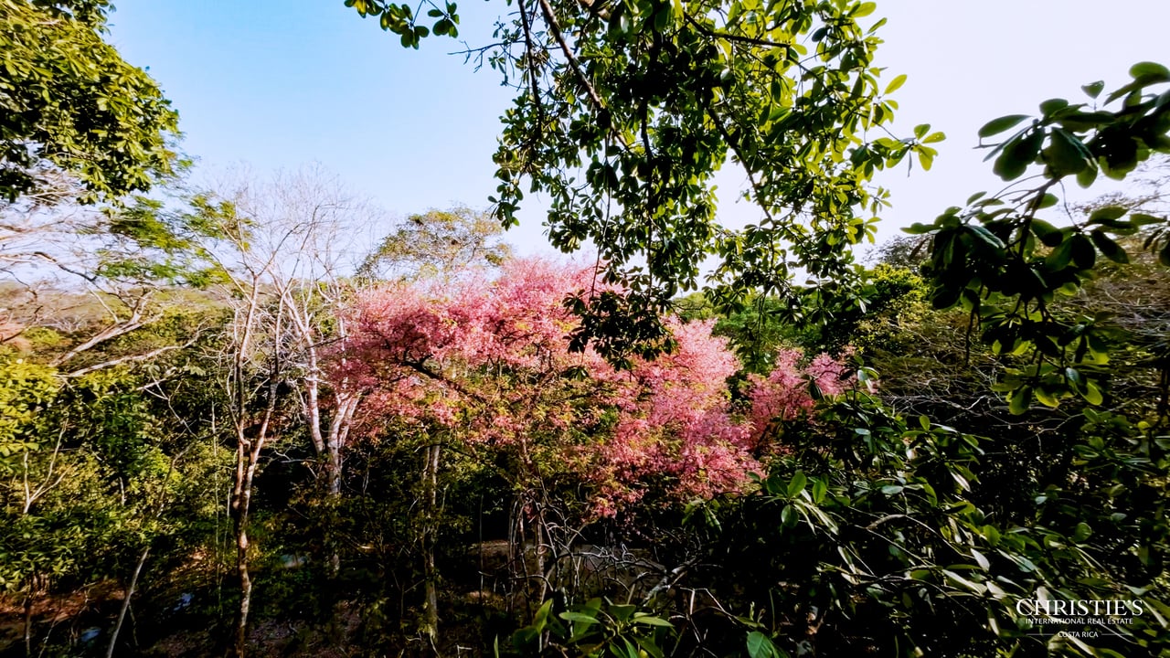 Development Opportunity in Santa Teresa