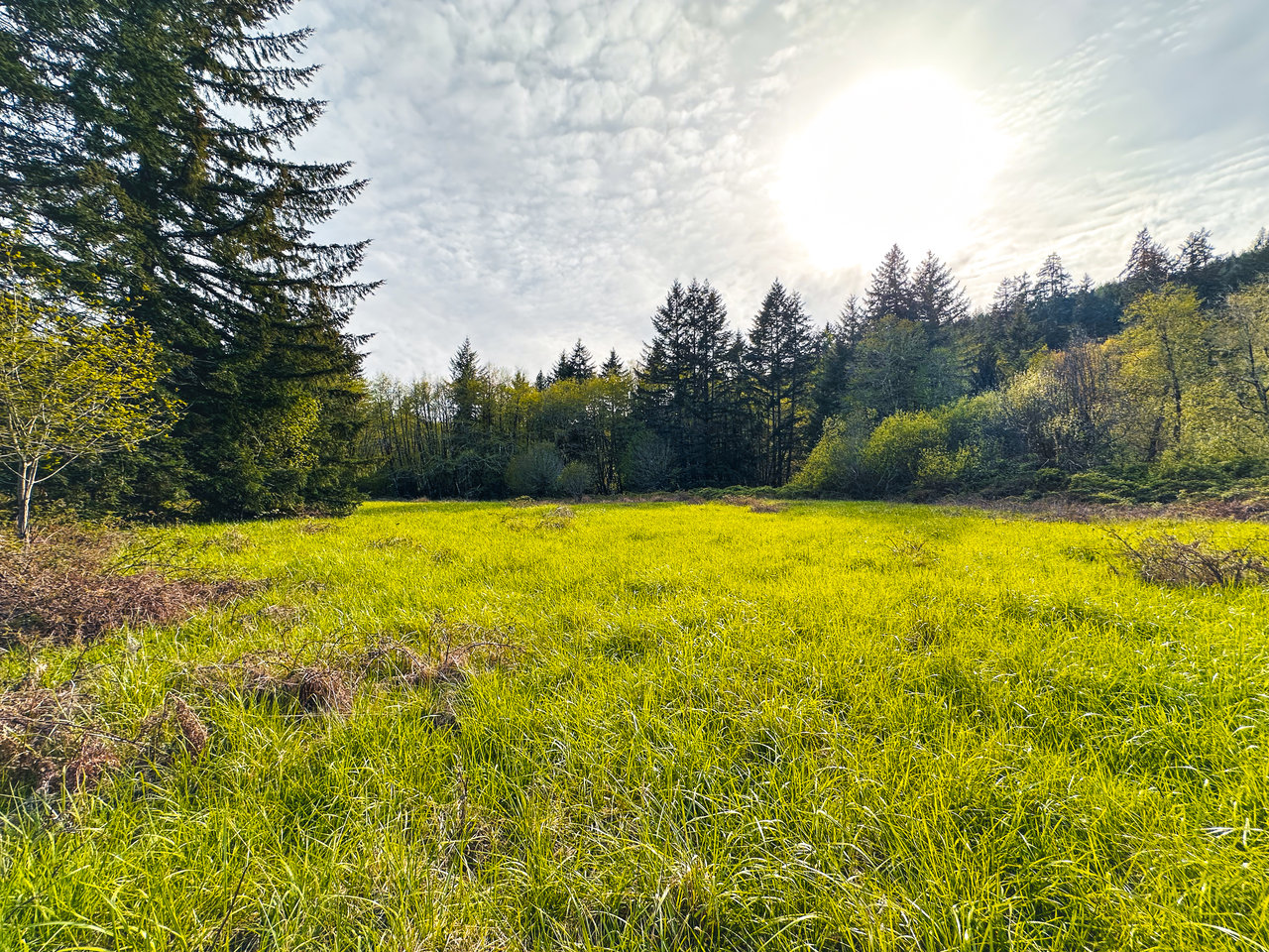 Nelson Mountain Meadows