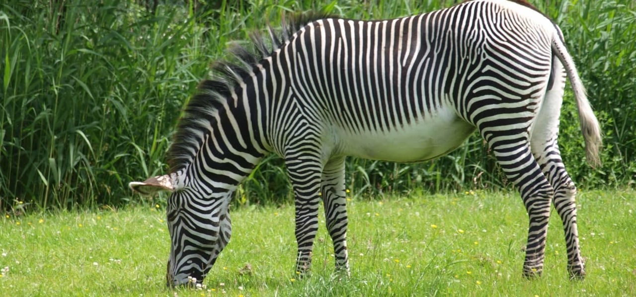 Northern Virginia Summer Bucket List: Leesburg Animal Park