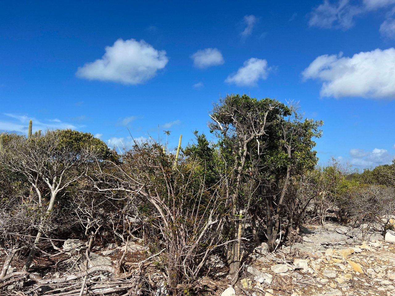 781 .527 Acres at Loblolly Bay