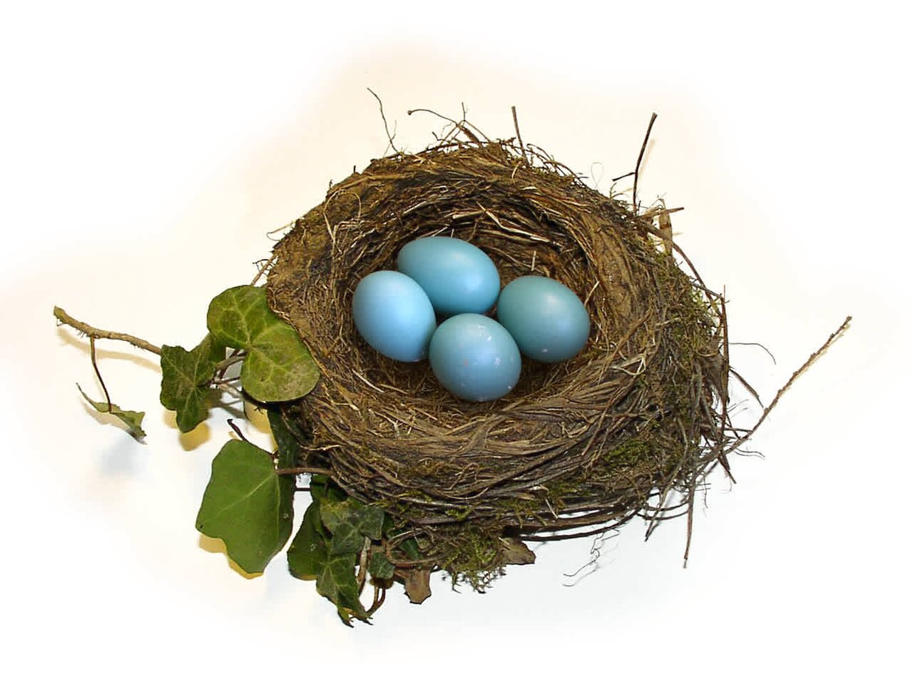 Welcome Aboard! Our Nest is Growing...