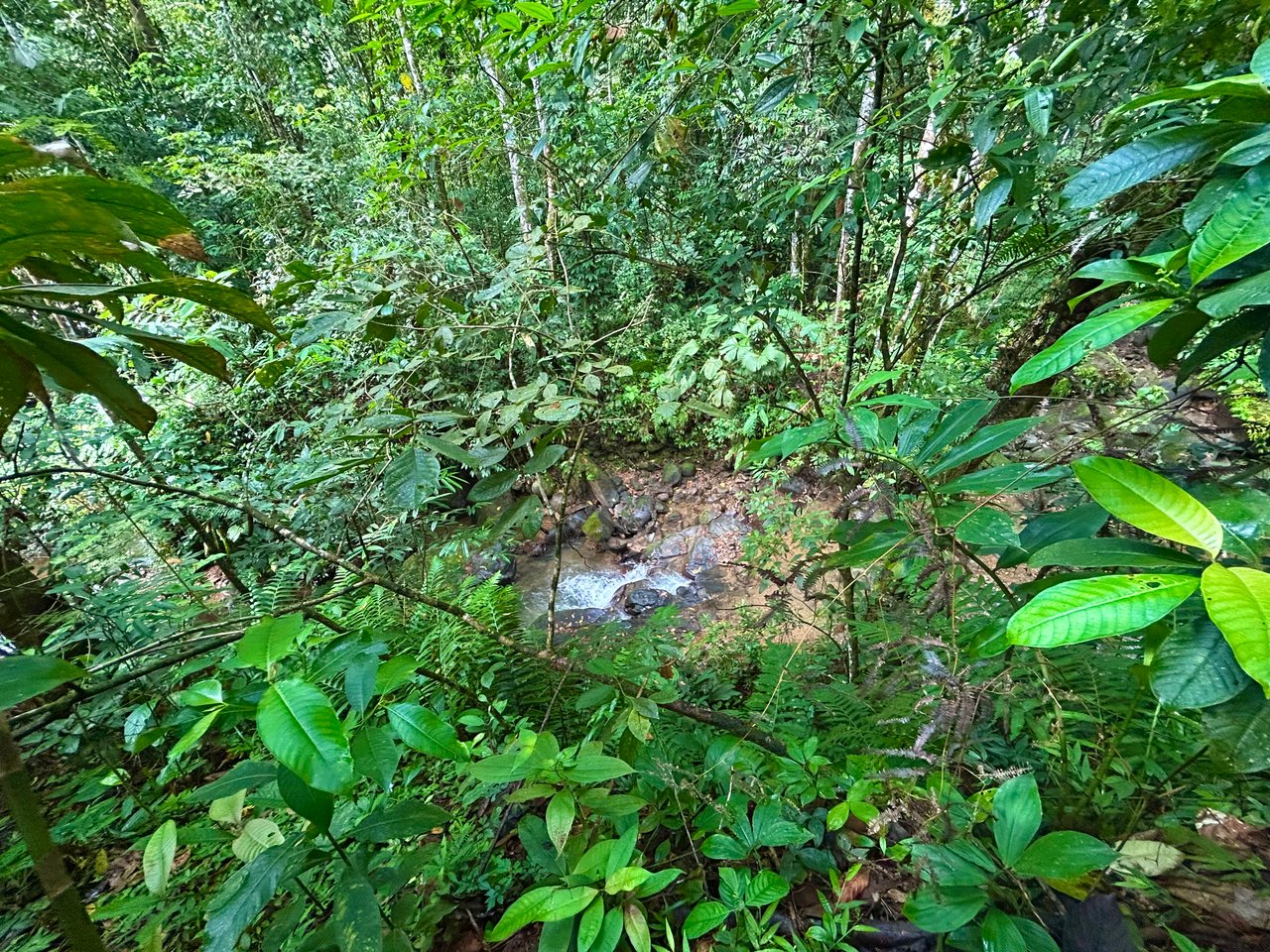 Selva Vista Estate – 5.9 Acres of Wild Beauty