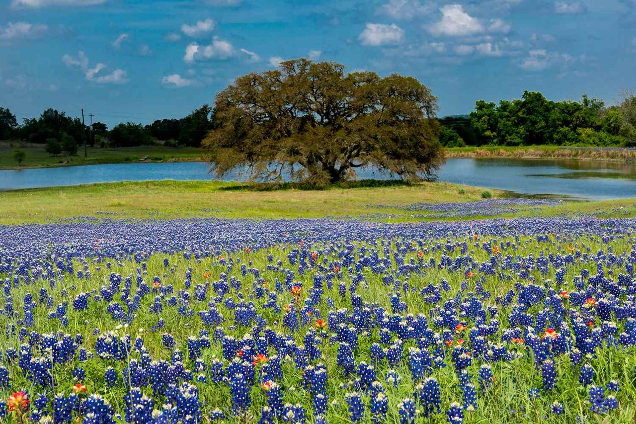Bluebonnets and orange wildflowers fill a field beside a pond and a large tree.