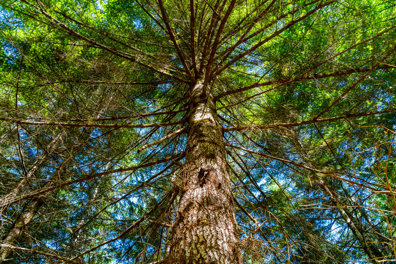 LINCOLN-HILLTOP TREEFARM Sealed Bid Offering 
