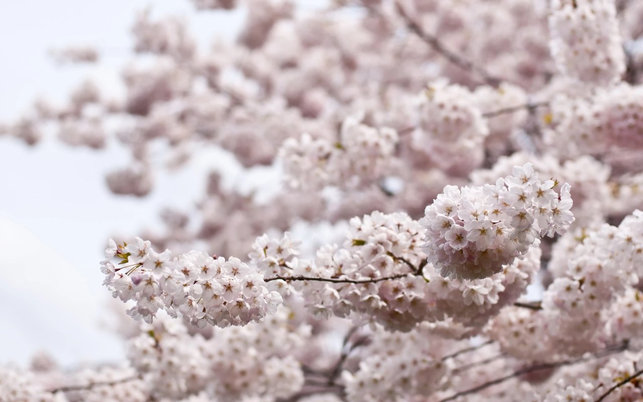 Packing Away and Planting - Garden Journal 1/2/19