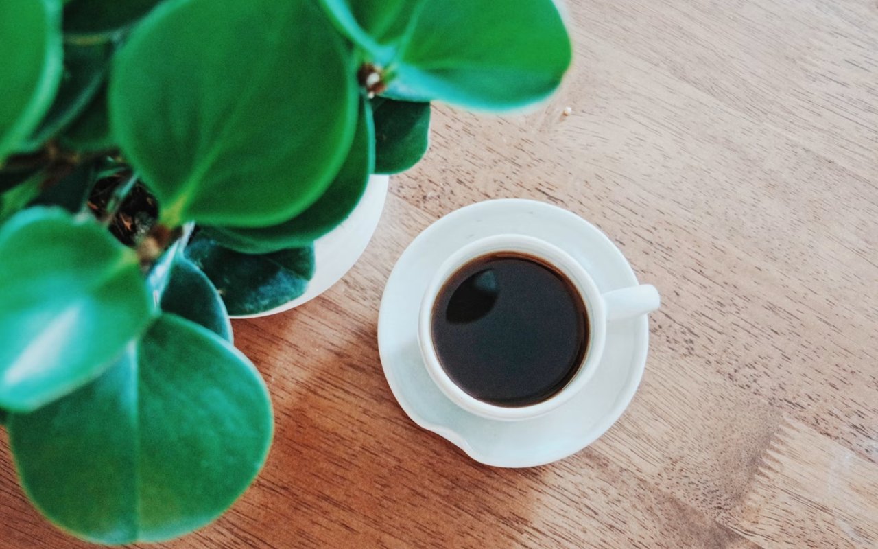Best Coffee Shops Near Gasburg, VA